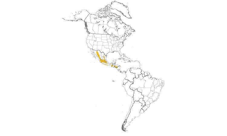 Range Map (Americas): White-eared Hummingbird