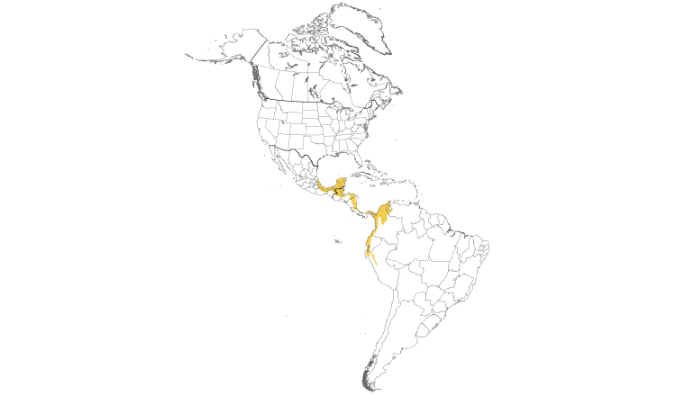 Range Map (Americas): Yellow-tailed Oriole