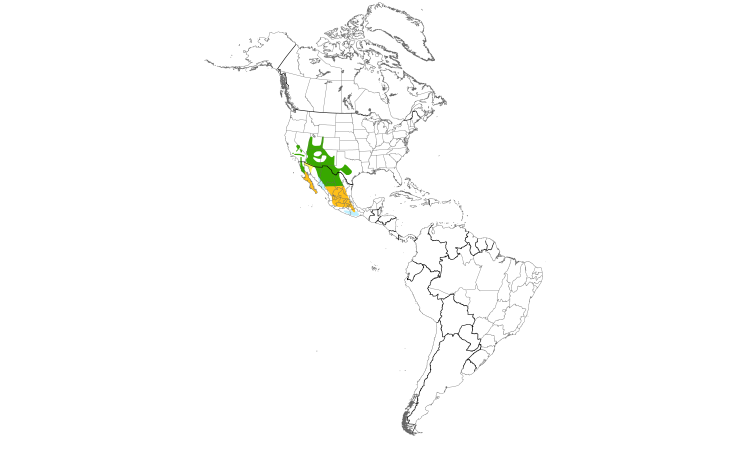 Range Map (Americas): Scott's Oriole