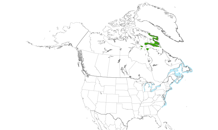 Carte de répartition  (North): Goéland arctique