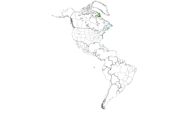 Carte de répartition  (Americas): Goéland arctique