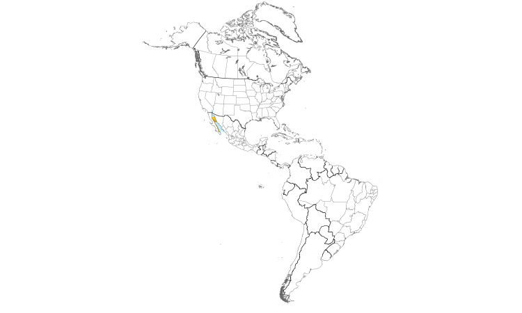 Range Map (Americas): Yellow-footed Gull