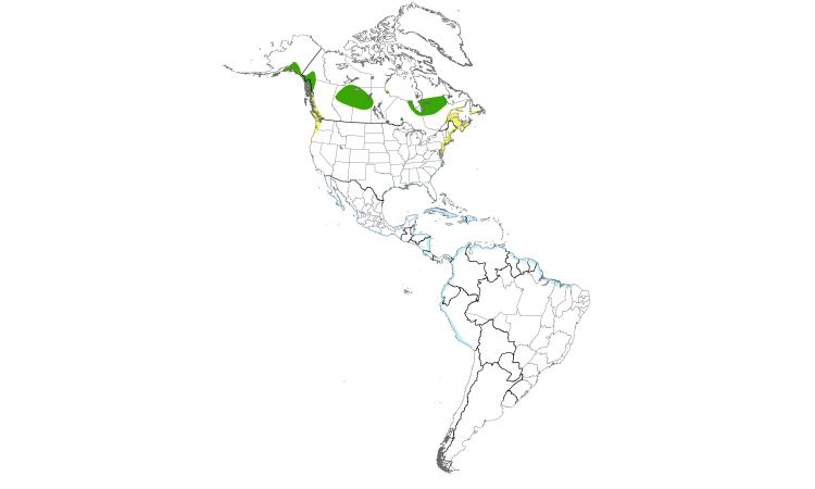 Carte de répartition  (Americas): Bécassin roux