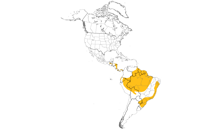 Range Map (Americas): Short-tailed Nighthawk