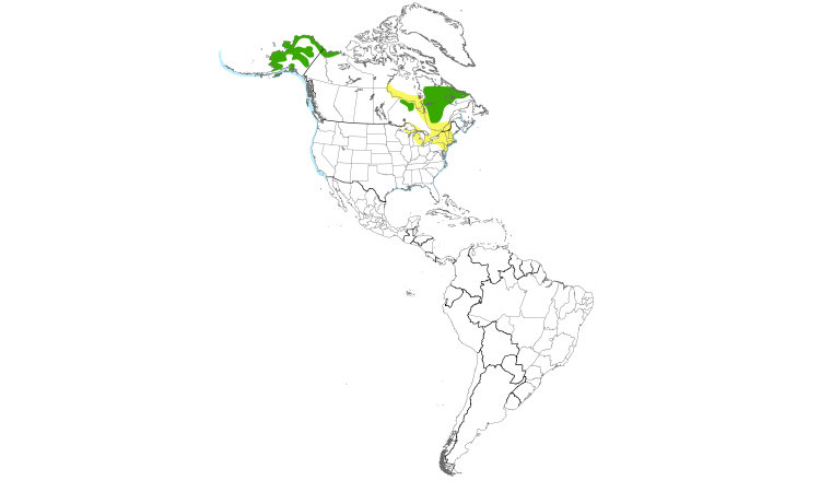 Range Map (Americas): Black Scoter