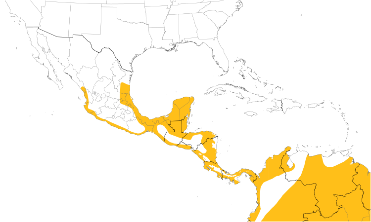 Range Map (Central): Collared Forest-Falcon