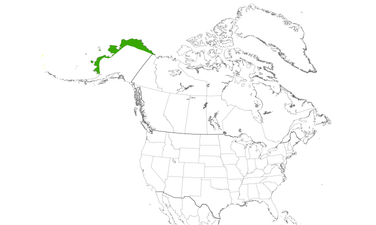 Range Map (North): Eastern Yellow Wagtail