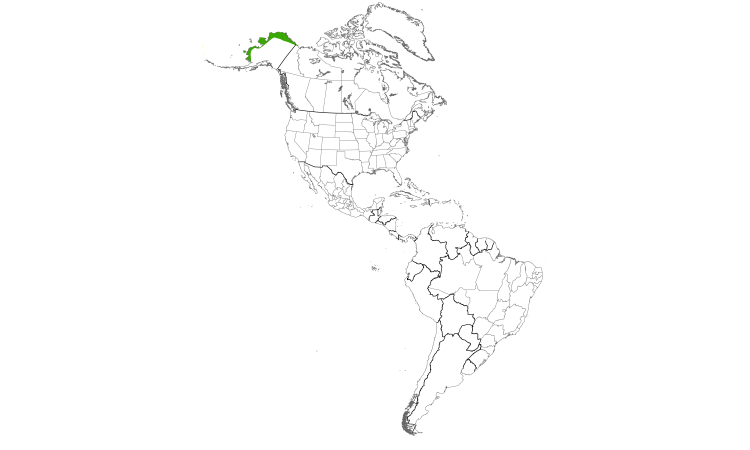 Range Map (Americas): Eastern Yellow Wagtail