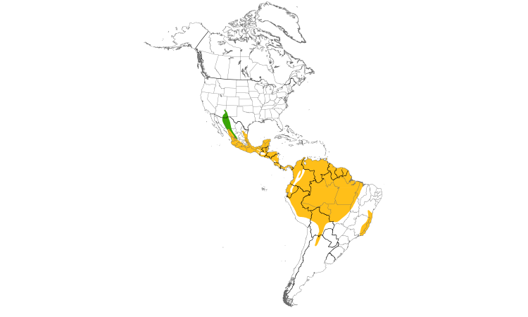 Range Map (Americas): Dusky-capped Flycatcher