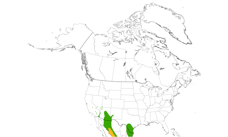 Range Map (North): Brown-crested Flycatcher