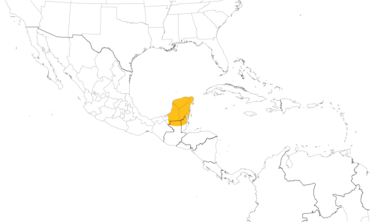 Range Map (Central): Yucatan Flycatcher