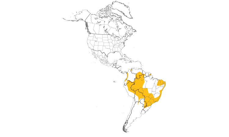Range Map (Americas): Gray Elaenia