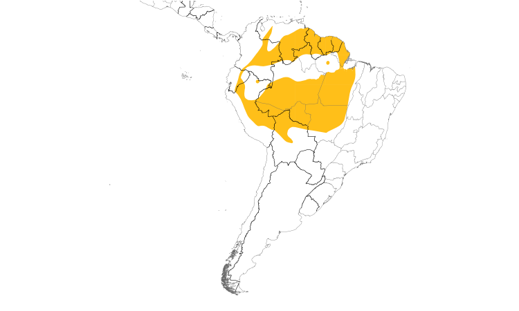 Range Map (South): White-browed Antbird