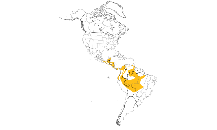 Range Map (Americas): White-necked Puffbird