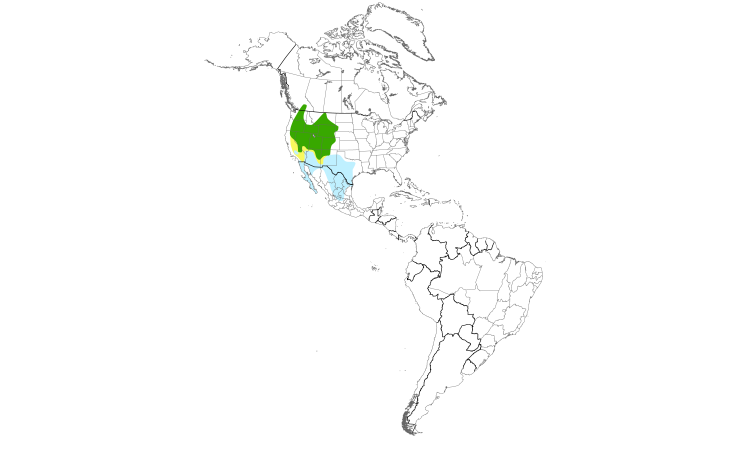 Range Map (Americas): Sage Thrasher