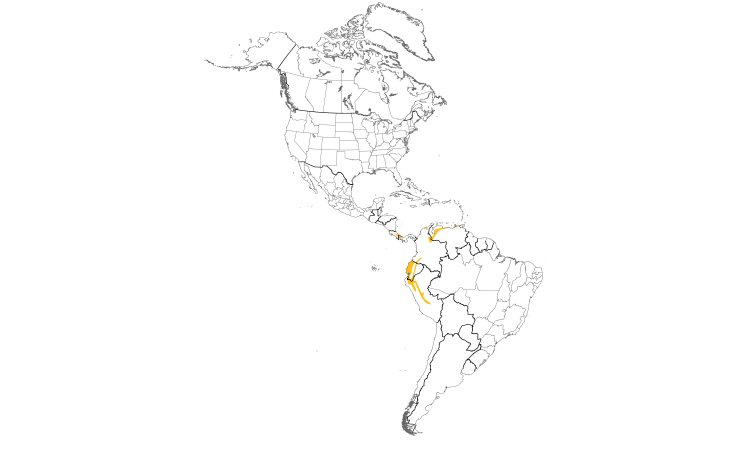 Range Map (Americas): Black-and-white Becard