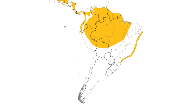 Range Map (South): Lesser Swallow-tailed Swift