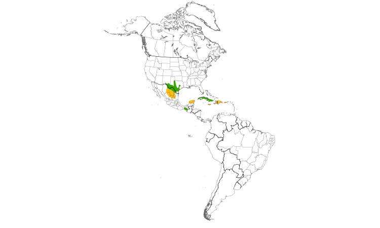 Range Map (Americas): Cave Swallow