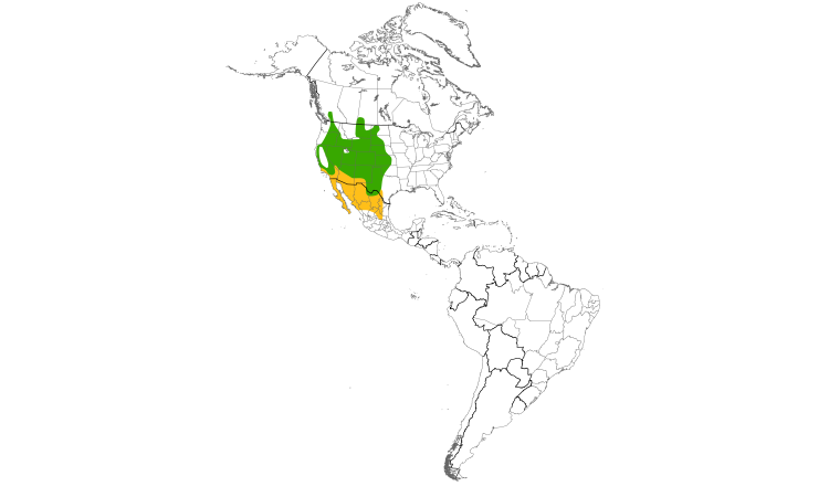 Range Map (Americas): Quiz Species