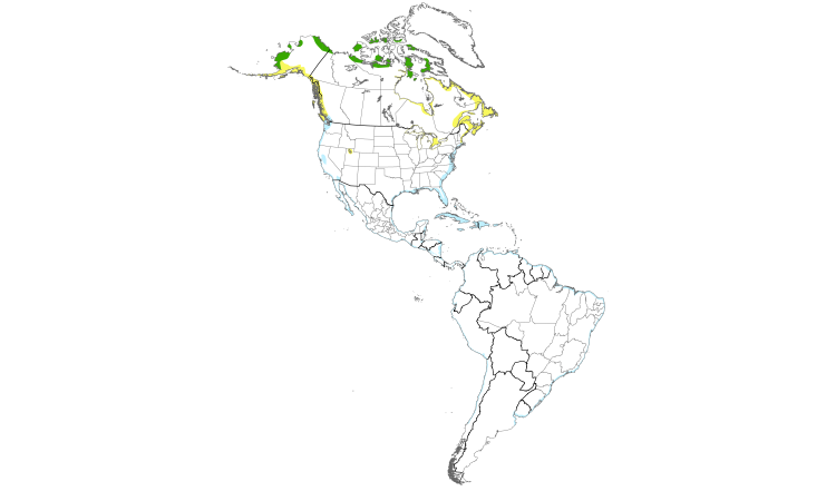 Range Map (Americas): Black-bellied Plover