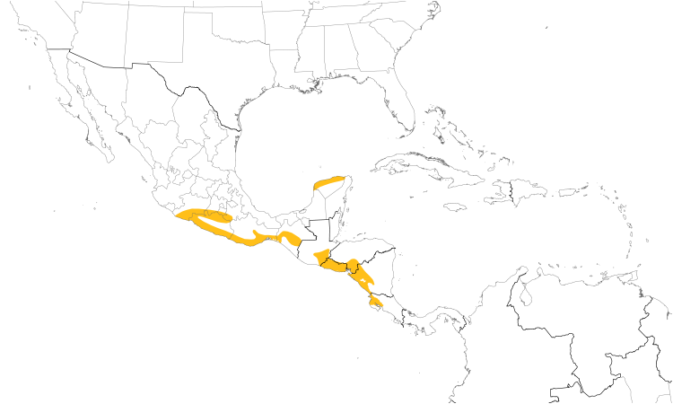Range Map (Central): White-lored Gnatcatcher