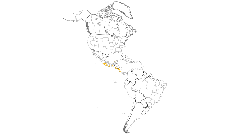 Range Map (Americas): White-lored Gnatcatcher