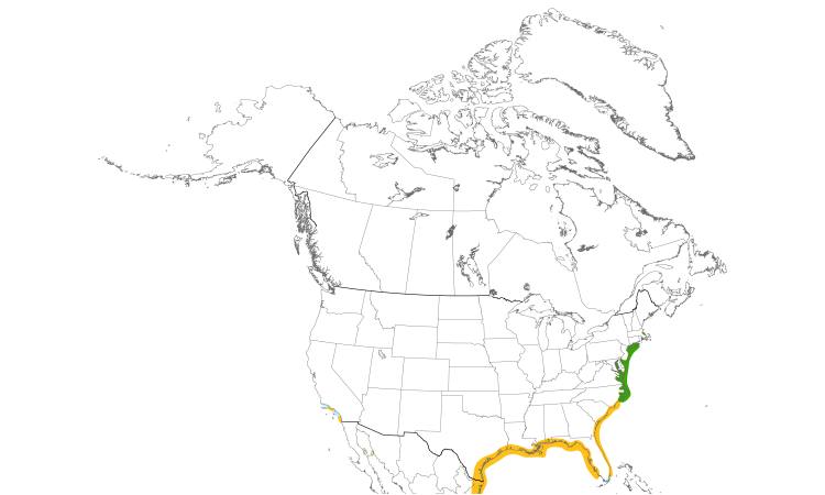 Range Map (North): Black Skimmer