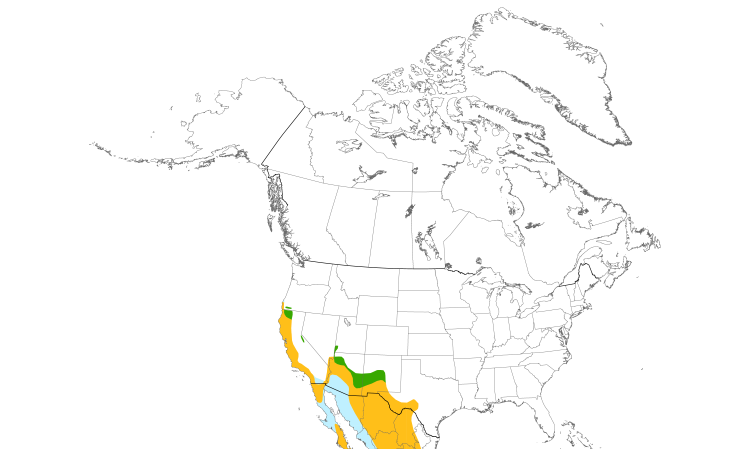 Range Map (North): Black Phoebe