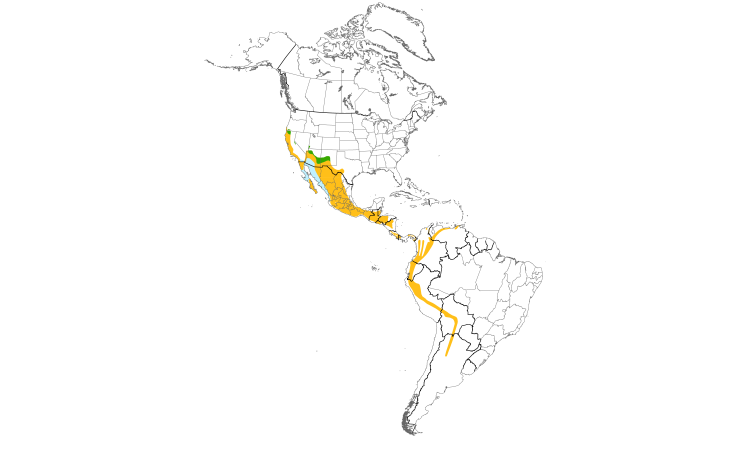 Range Map (Americas): Black Phoebe