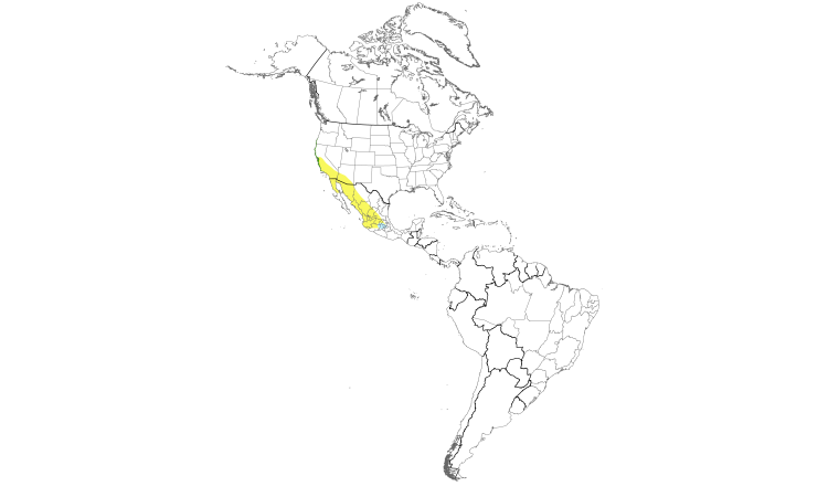 Range Map (Americas): Allen's Hummingbird
