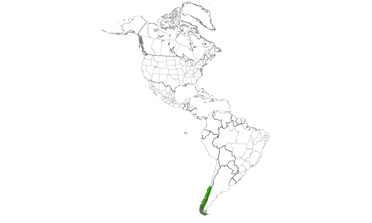 Range Map (Americas): Spectacled Duck
