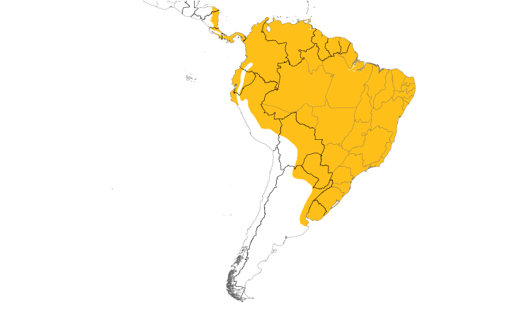 Range Map (South): Southern Rough-winged Swallow