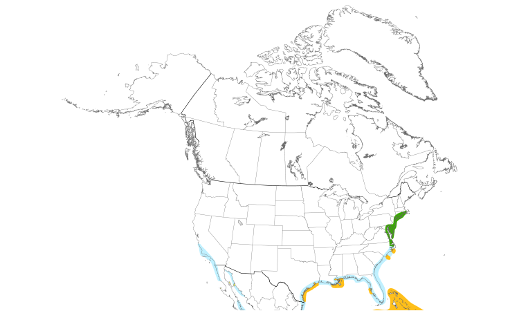 Range Map (North): Royal Tern