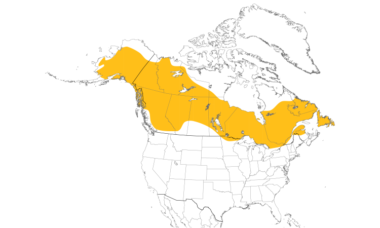 Range Map (North): Northern Hawk Owl