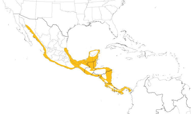 Range Map (Central): Mangrove Swallow