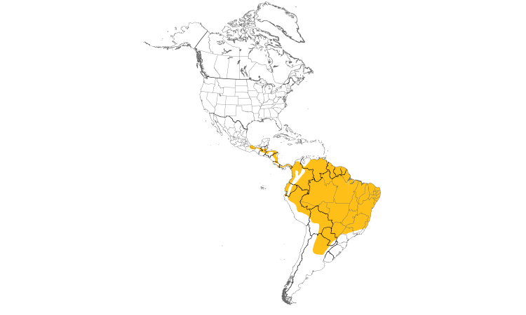 Range Map (Americas): Great Antshrike