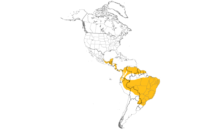 Range Map (Americas): Black-crowned Tityra