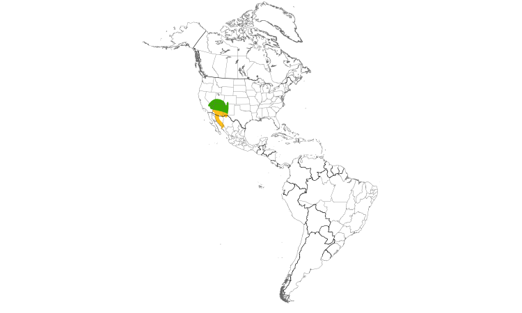 Range Map (Americas): Bendire's Thrasher