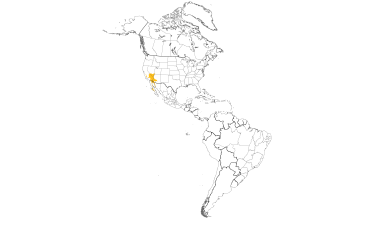 Range Map (Americas): Le Conte's Thrasher
