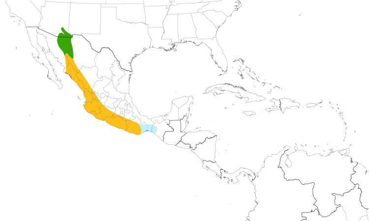 Range Map (Central): Thick-billed Kingbird