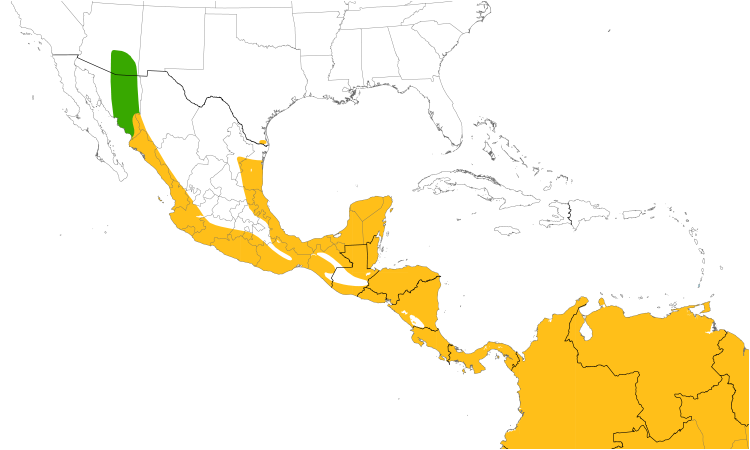 Range Map (Central): Tropical Kingbird