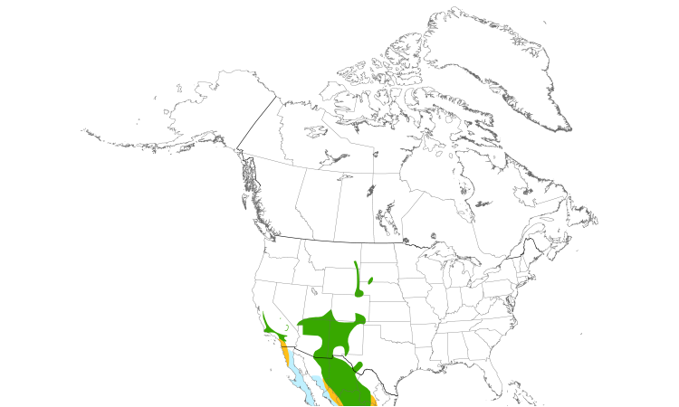 Range Map (North): Cassin's Kingbird