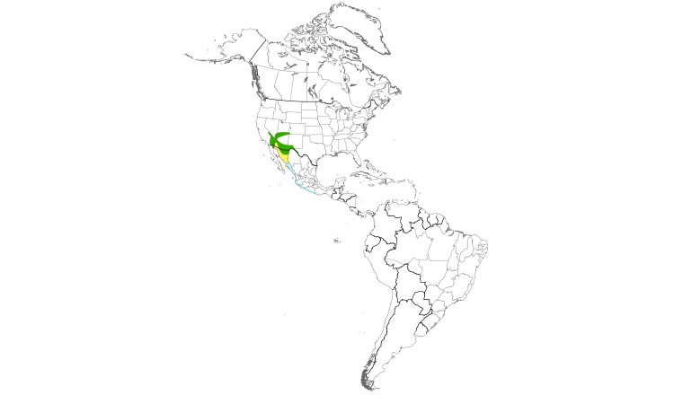 Range Map (Americas): Lucy's Warbler