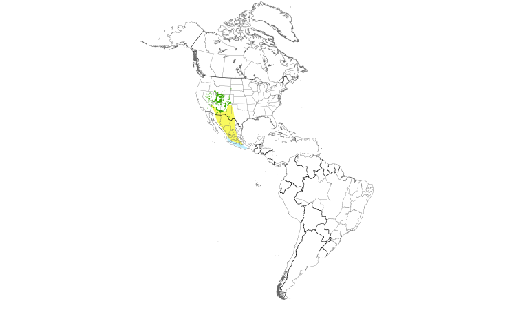 Range Map (Americas): Virginia's Warbler