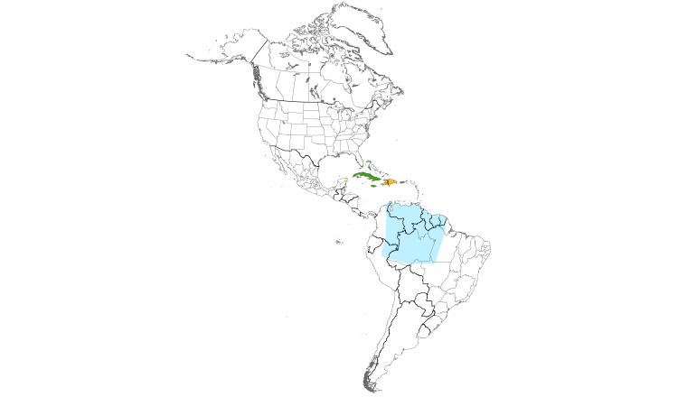 Range Map (Americas): Black-whiskered Vireo