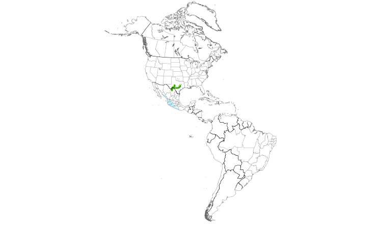 Range Map (Americas): Black-capped Vireo