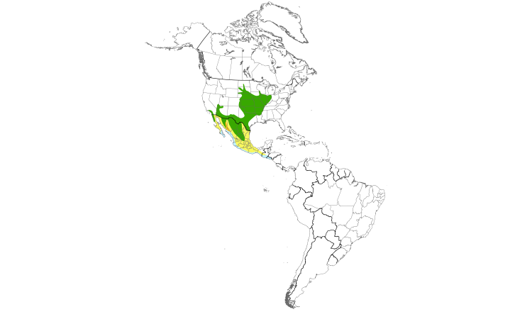 Range Map (Americas): Bell's Vireo