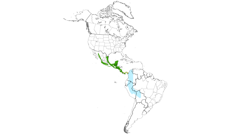 Range Map (Americas): Yellow-green Vireo