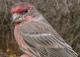 Thumbnail - MG2-1271-87035-Carpodacus_mexicanus_AOU_7_52-3246.jpg