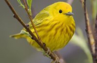 Photo: Yellow Warbler